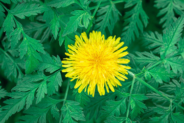 Wall Mural - yellow dandelions