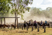 Horse Riders Counting The Mob Of Cattle Into The Dusty Yards.