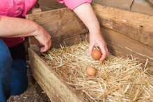 A Hand Holding A Fresh Hen Egg In A Box With Nest Straw