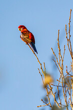 A Crimson Rosella Sitting High On An Exposed Branch In Front Of A Blue Sky