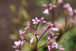 ラフマ（羅布麻、Apocynum venetum）、花が咲いたところ。　中国でお茶の原料として葉が使われる。撮影は日本、東京、5月	
