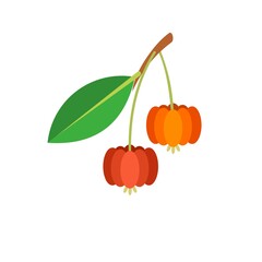 Wall Mural - Vector illustration of Suriname cherry fruit, scientific name Eugenia uniflora, flat style design, isolated on white background.