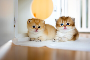 Wall Mural - Two British Shorthair Golden Kittens sit on whites on a wooden floor in the room. little kitten Two brothers sitting and looking back, cat in the house.