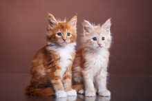 Red Maine Coon Kitten On A Brown Background. Cat Portrait In Photo Studio
