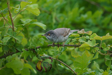 Wall Mural - Barred Warbler (Sylvia nisoria) perched on a thorny branch