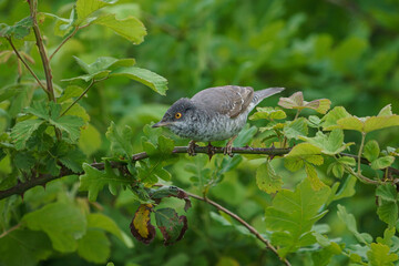 Wall Mural - Barred Warbler (Sylvia nisoria) perched on a thorny branch