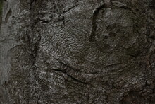 The Surface Of The Tree Resembling The Face, The Bark Of A Tree