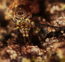 Wall Mural - rock bristletails family meinertellidae