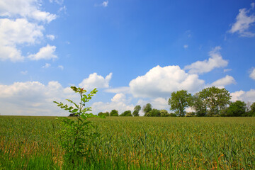 Wall Mural - Summer landscape with flowers meadow and blue sky. Summer background.