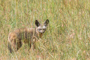 Poster - Bat-eared fox in high grass and looking at the camera