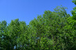 © Happy Dragon - Edge of forest with trees with green foliage on the background of blue sky. Spring day.