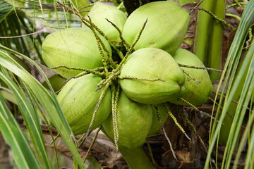 Wall Mural - perfumed coconut in the tree