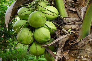 Wall Mural - perfumed coconut in the tree