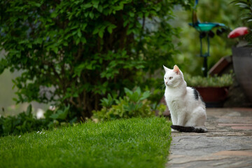 Old domestic cat on a terrace