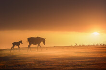 Horses Silhouette At Sunset