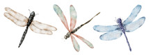 Watercolor Dragonfly Hand Drawn Illustrations Insects Set