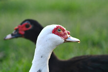 A Close-up Of Two Muscovy Ducks Facing Opposite Directions. One Is White And The Other Black. Green Grass Is In The Back Ground. The Focus Is On The Foreground.