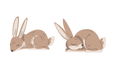 Wall Mural - Hare or Jackrabbit as Animal with Long Ears and Grayish Brown Coat in Sleeping Pose Vector Set