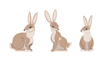 Wall Mural - Hare or Jackrabbit as Animal with Long Ears and Grayish Brown Coat in Sitting Pose Vector Set