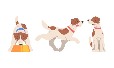 Wall Mural - Beagle Dog Hound Breed with Brown Marking and Neck Collar Vector Set