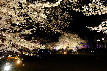 Cherry blossoms at Nijo Castle, Kyoto to be illuminated in spring 2022
京都市二条城の桜のライトアップ　2022年春