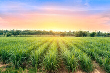Sugarcane Field At Sunset. Sugarcane Is A Grass Of Poaceae Family. It Taste Sweet And Good For Health. Well Known As Tebu In Malaysia