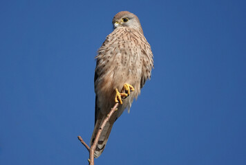 Wall Mural - A female kestrel perching on a twig against a blue sky background. 