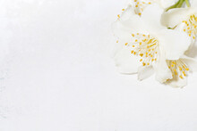 Fragrant Jasmine Flower And White Background, Top View Closeup