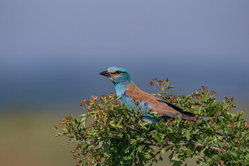 Wall Mural - European Roller (Coracias garrulus) perched on a hawthorn tree