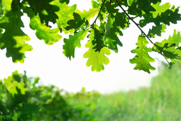 Wall Mural - green oak leaves on tree branches, abstract blurred natural background. bright natura image. summer season concept. element for design