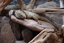 Big Lizard Taking A Sunbath, He Is Relaxing
