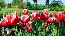 Field With Red - White Tulips. Tulips In The Park