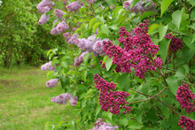 Lilac Flowering Time In Spring In May. Bloom Beautiful Florets In The Spring Season. A View In The Close-up Of Lilacs With Blossoms In Dark Pink And Light Violet Colors.