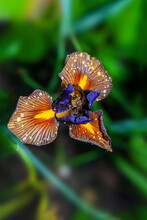 Blooming Brown-blue Iris Flower On A Background Of Green Plants In An Outdoor Summer Garden. A Lonely Iris Flower. Iris Flower Top View