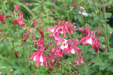 The Catchment Is Ordinary Or Aquilegia Ordinary. Aquilegia Vulgaris. Light Pink Flowers Of A Bizarre Shape, Resembling Bells On Thin Long Stems With Small Green Leaves.