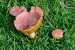 Closeup of Mushrooms on a Lawn 