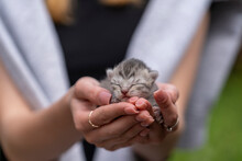 Adorable Little Newborn Kitten Sleeping In Girl Hands, Close Up. Very Small Cute One Day Old Gray Kitten In Female Hands