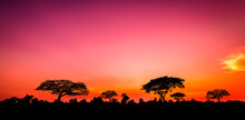 Safari.Amazing Sunset And Sunrise, Tree Silhouettes Against Sun Setting, Dark Trees On Open Field, Dramatic Sunrise Safari Themes.