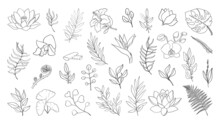 Forest Herbs And Leaves And Tropical Flowers Big Set. Linear Simple Icons Of Plant Botanical Patterns