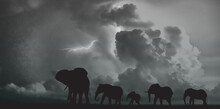 Elephants Digital Artwork