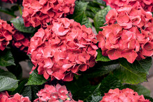 Coral Pink Colored Hydrangea Or Hortensia Flowers
