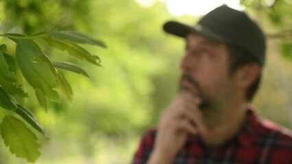 Wall Mural - Male farmer wearing trucker's hat posing in walnut fruit tree orchard, selective focus on branches