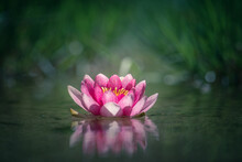 Pink Water Lily Or Lotus Flower Reflected In Water
