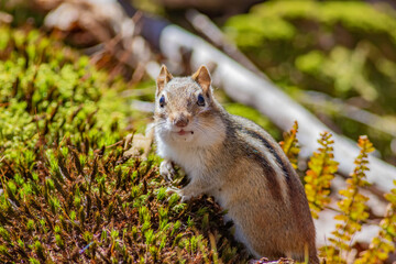 Wall Mural - An Eastern Chipmunk staring back at the camera sitting on a moss covered log in the forest. 