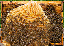 Building Instinct Of Bees.
Bees Build Up With Honeycombs All The Free Space In The Hive. They Lay Eggs In Them, Place Nectar And Honey.
