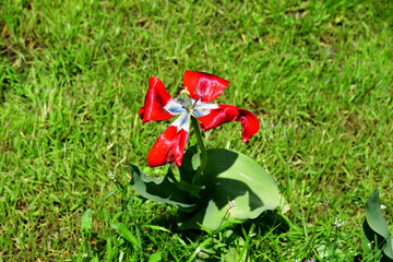 Wall Mural - view of a fading open tulip flower in natural conditions in the garden. completion of flowering. nat