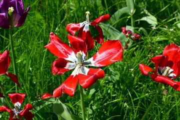 Wall Mural - view of a fading open tulip flower in natural conditions in the garden. completion of flowering. nat