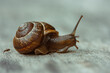 Snail on a wooden garden. The snail glides over the wet wood texture trying to climb from one board to another. Macro close-up of a blurred background. Short depth of field.Arianta arbustorum.