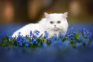 Wall Mural - beautiful white fluffy cat portrait on a field of blooming blue flowers