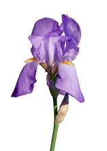 Violet Iris Flower Isolated On White Background